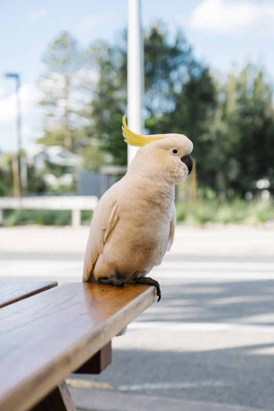 Alimentacin para aves