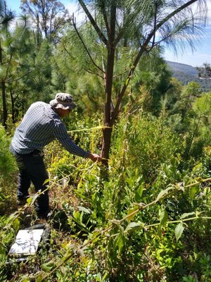 Tecnobosque: innovación para prevenir incendios y proteger el entorno natural.
