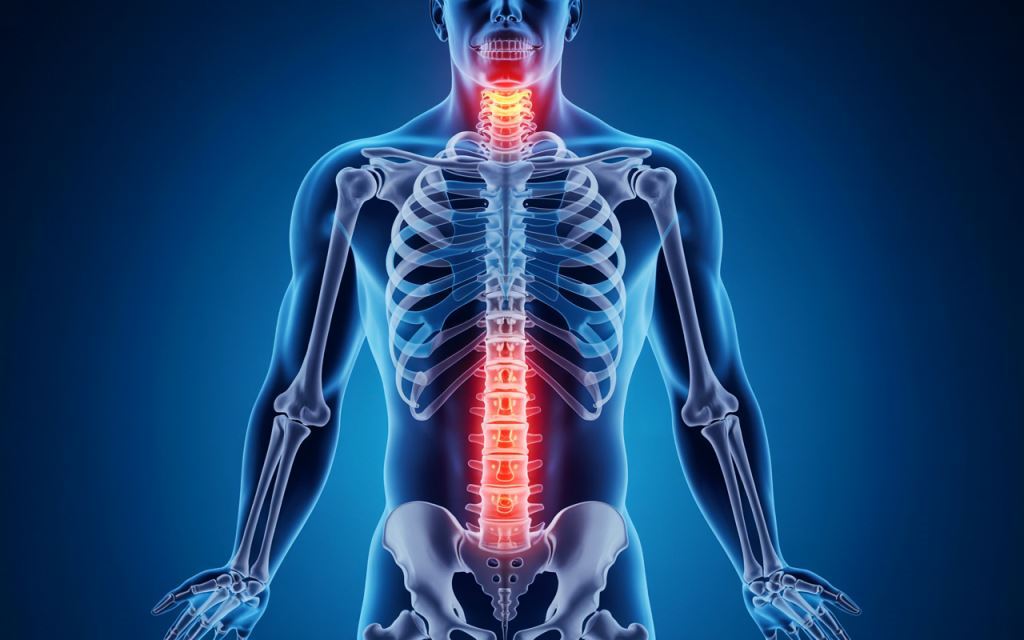 Anatomía de los discos intervertebrales